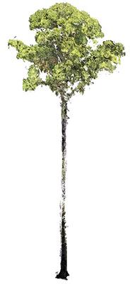 The World's Tallest Tropical Tree in Three Dimensions